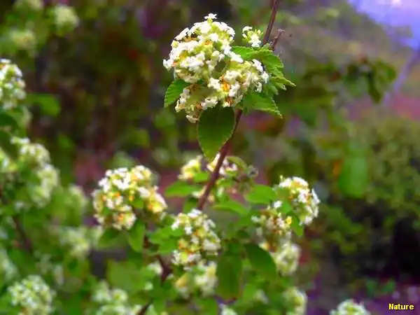 Flor da Caatinga - Flores Silvestres