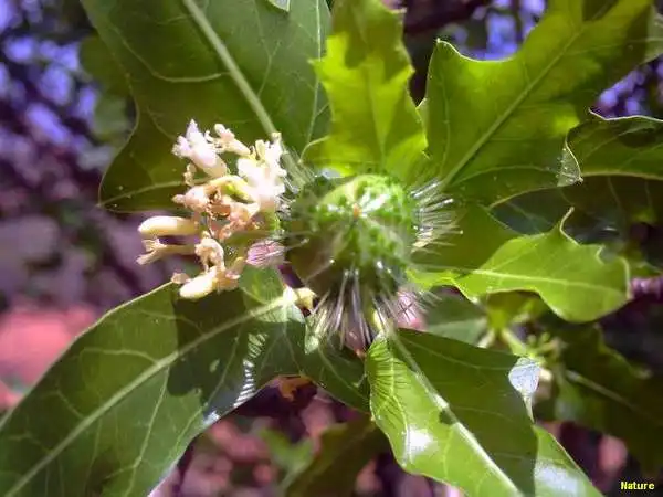 Flor da Caatinga - Flores Silvestres