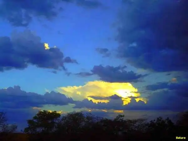 Flor da Caatinga - Flores Silvestres