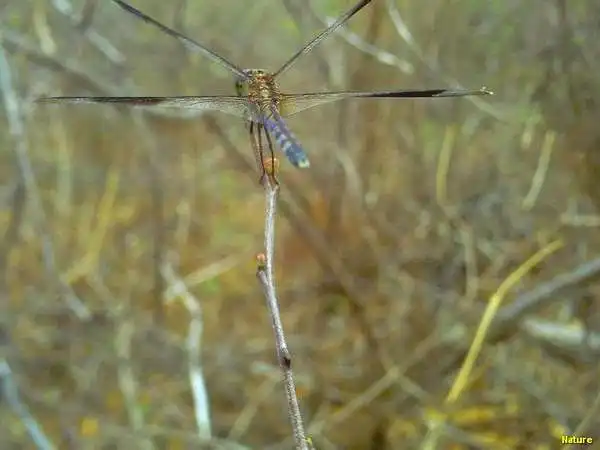 Flor da Caatinga - Flores Silvestres