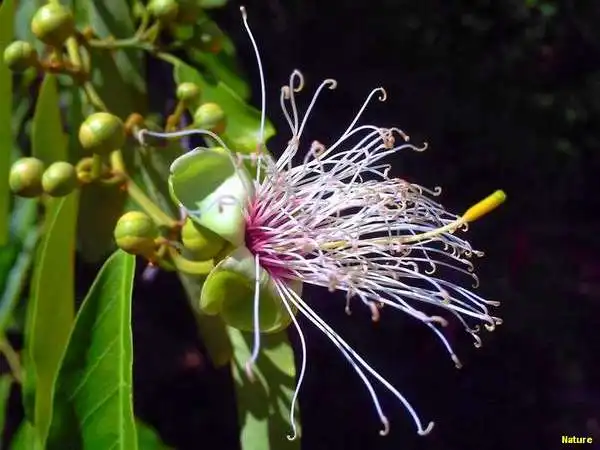 Flor da Caatinga - Flores Silvestres
