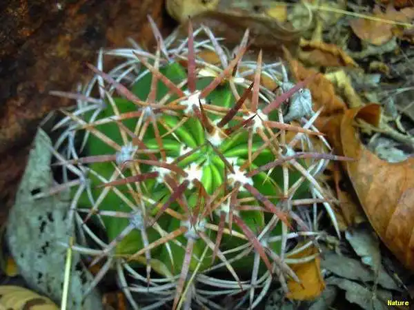 Flor Silvestre - Flores Silvestres da Caatinga