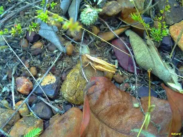 Flor Silvestre - Flores Silvestres da Caatinga