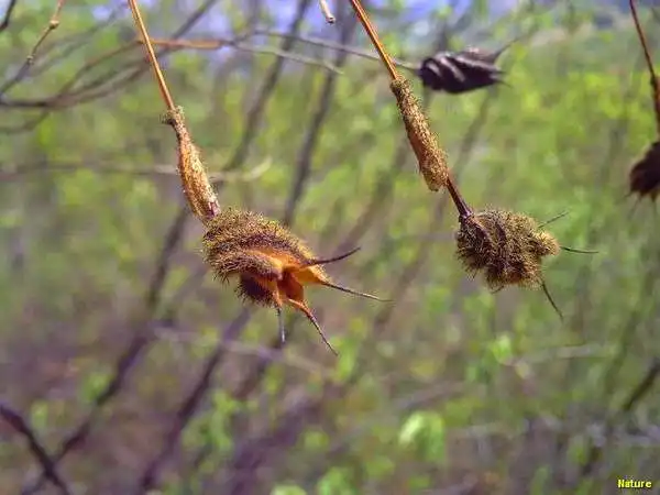 Flor Silvestre - Flores Silvestres da Caatinga