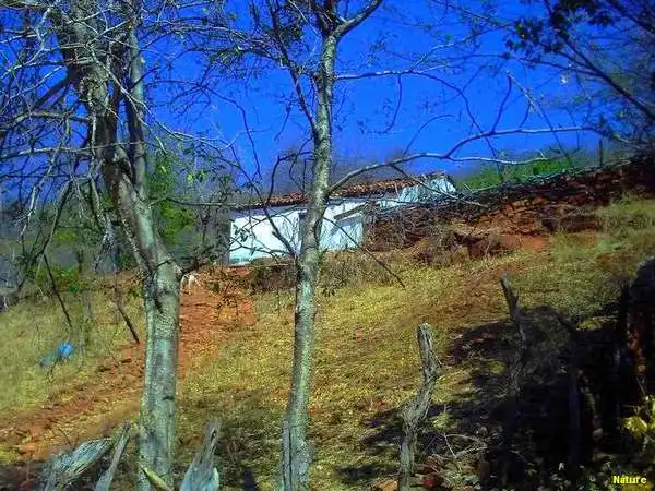 Flor Silvestre - Flores Silvestres da Caatinga