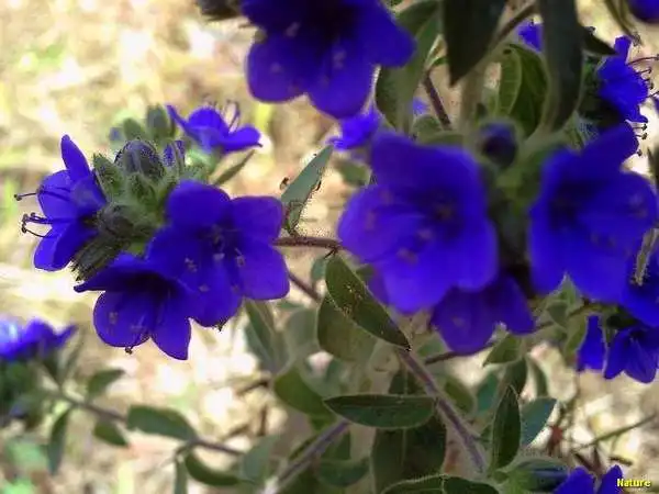 Flor Roxa - Flores Silvestres da Caatinga