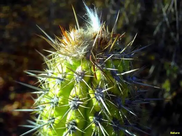 Flor Roxa - Flores Silvestres da Caatinga