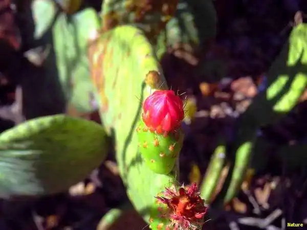 Flor Roxa - Flores Silvestres da Caatinga