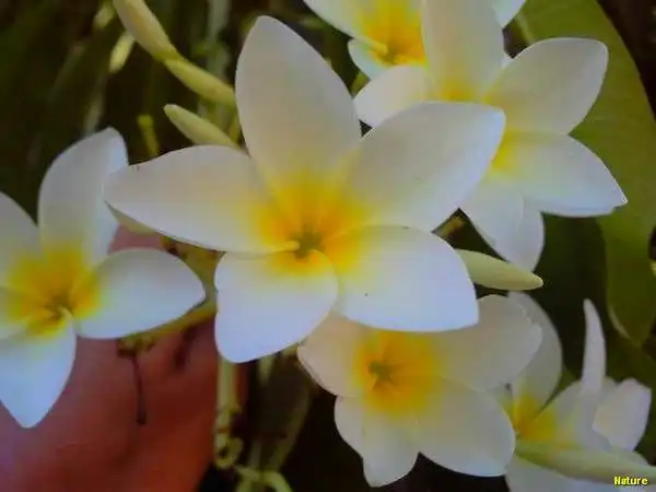 Flor Roxa - Flores Silvestres da Caatinga