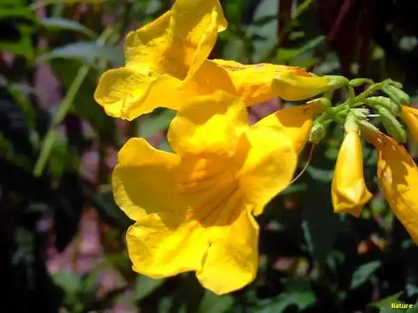 Flor Roxa - Flores Silvestres da Caatinga