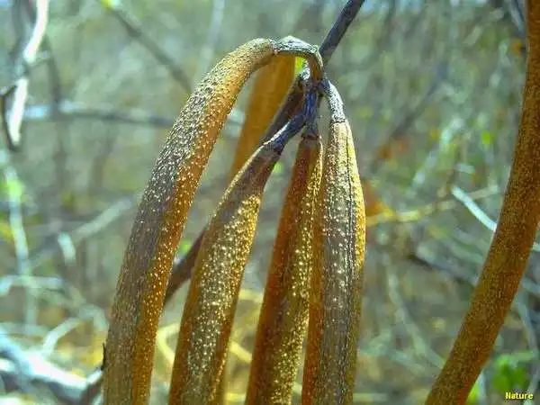Flor Roxa - Flores Silvestres da Caatinga