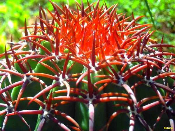 Cactos - Flores Silvestres da Caatinga, Cactos. Vegetal abundante na regi&atilde;o Nordeste do Brasil, por suas caracter&iacute;sticas pr&oacute;prias