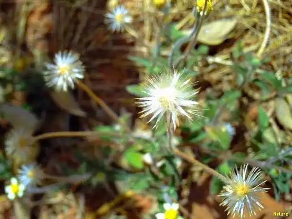 Imagens do Nordeste - Festa Junina no Nordeste