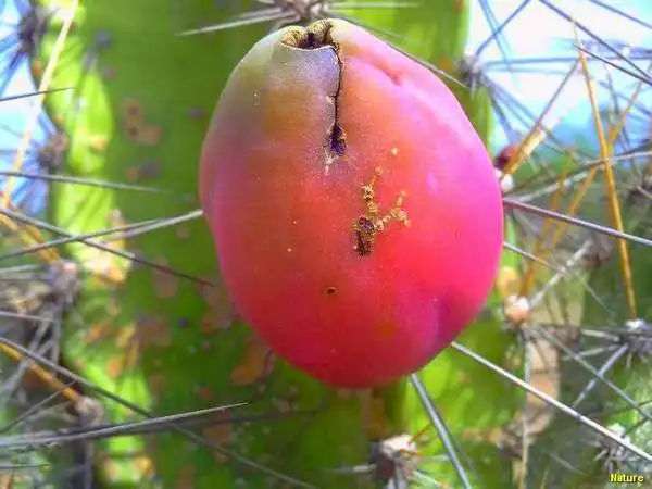 Imagens do Nordeste - Festa Junina no Nordeste
