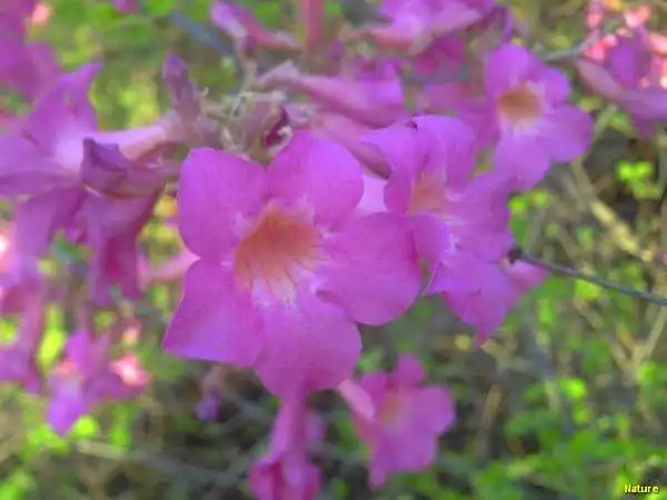 Imagens do Nordeste - Festa Junina no Nordeste