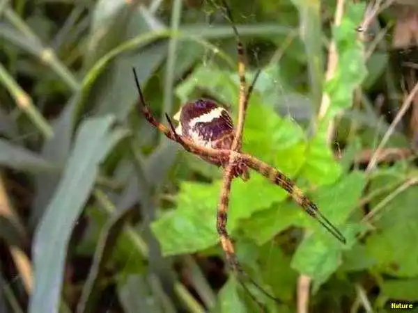 Xique-Xique - Fauna e Flora da Caatinga