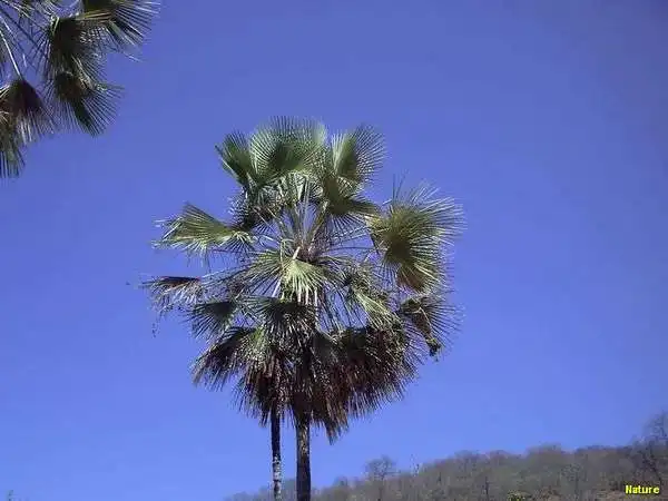 Xique-Xique - Fauna e Flora da Caatinga