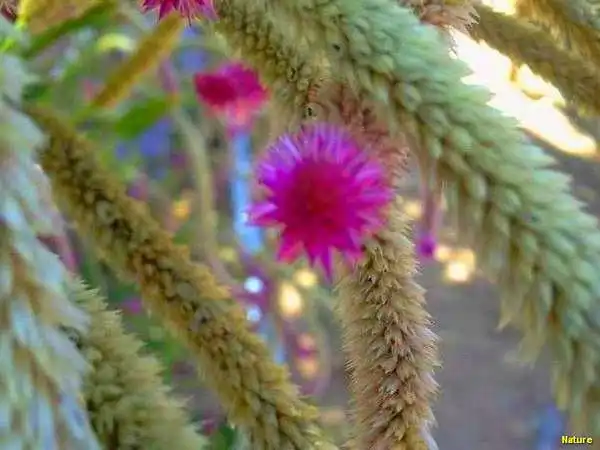 Xique-Xique - Fauna e Flora da Caatinga