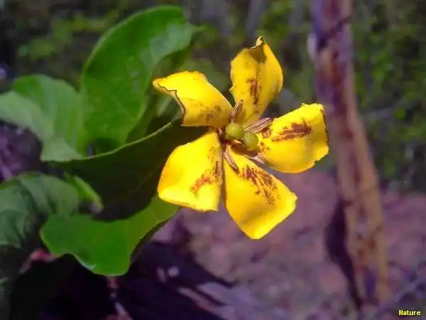 Xique-Xique - Fauna e Flora da Caatinga