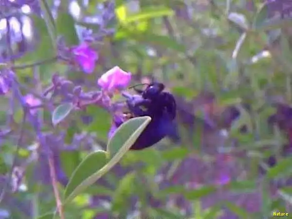 Xique-Xique - Fauna e Flora da Caatinga