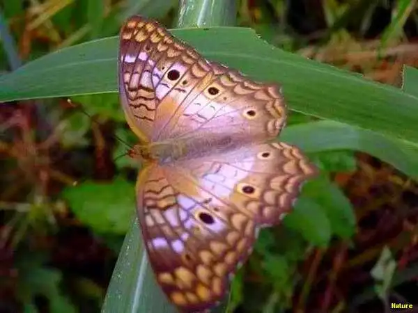 Xique-Xique - Fauna e Flora da Caatinga