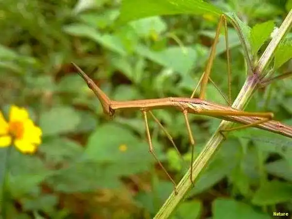 Xique-Xique - Fauna e Flora da Caatinga