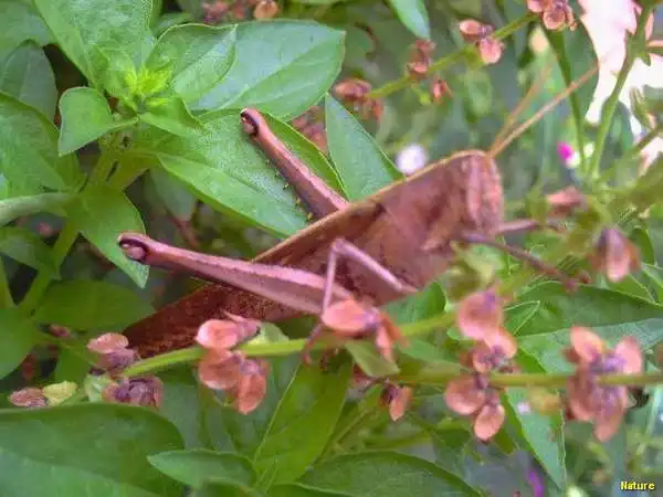 Xique-Xique - Fauna e Flora da Caatinga