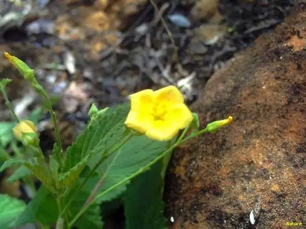Gado Leiteiro - Imagens do Nordeste