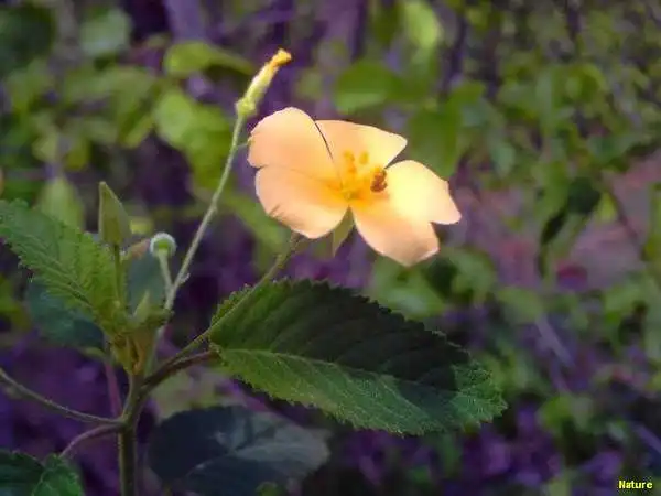 Gado Leiteiro - Imagens do Nordeste
