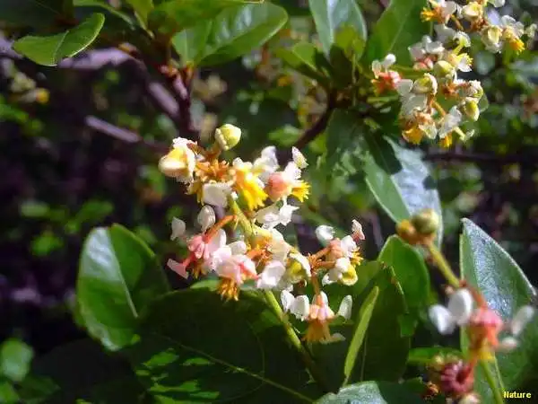 Gado Leiteiro - Imagens do Nordeste