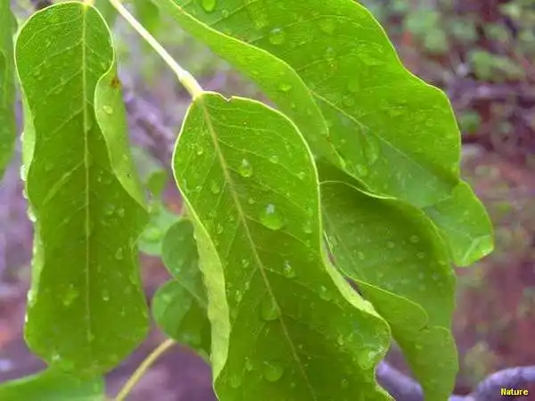 Gado Leiteiro - Imagens do Nordeste