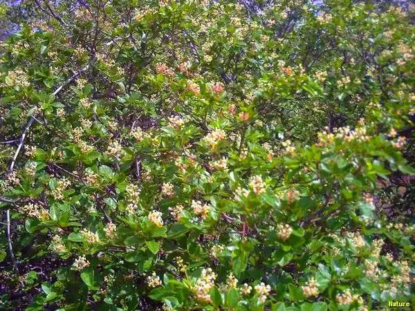 Gado Leiteiro - Imagens do Nordeste