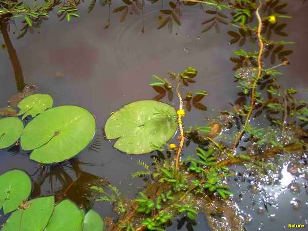 Imagens & Paisagens - Mata da Caatinga do Nordeste Brasileiro, A vegetação que cobre toda a região do Nordeste do Brasil é denominada de Caatinga