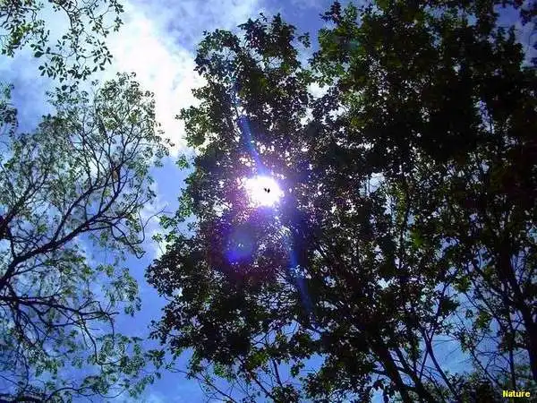 &Aacute;rvore Nordestina - Flores Silvestres