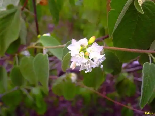 Palmas - Fauna e Flora da Caatinga