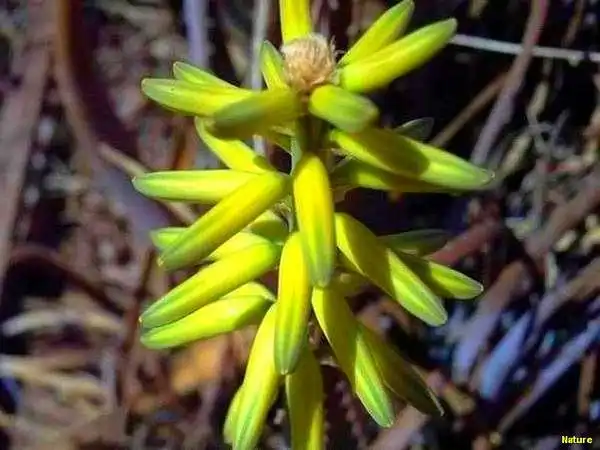 Palmas - Fauna e Flora da Caatinga