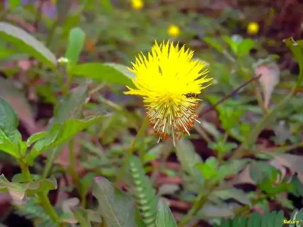 Palmas - Fauna e Flora da Caatinga