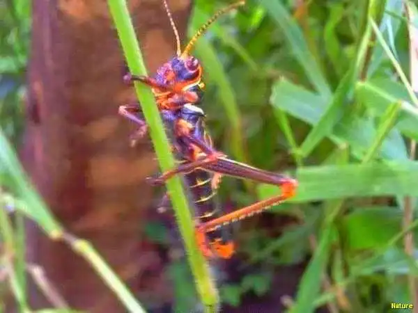 Palmas - Fauna e Flora da Caatinga
