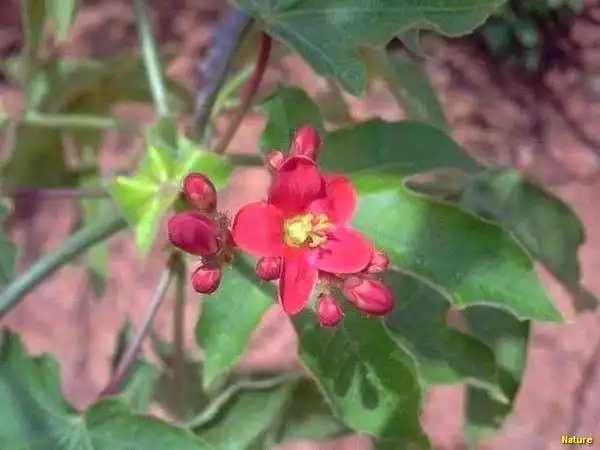 Palmas - Fauna e Flora da Caatinga