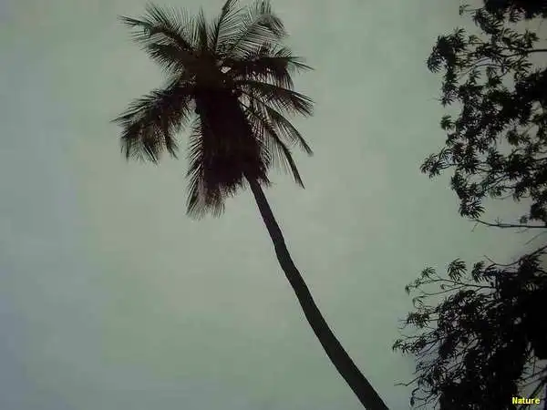 Palmas - Fauna e Flora da Caatinga