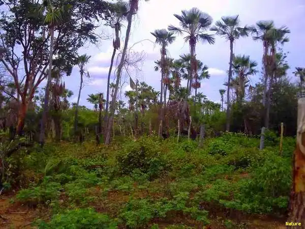 Palmas - Fauna e Flora da Caatinga