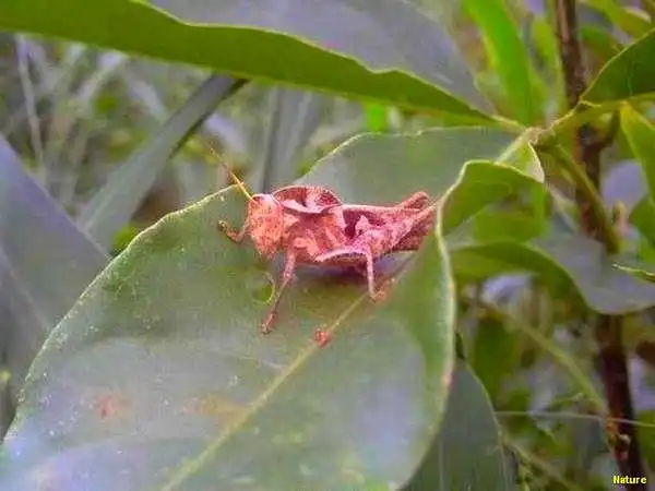 Palmas - Fauna e Flora da Caatinga