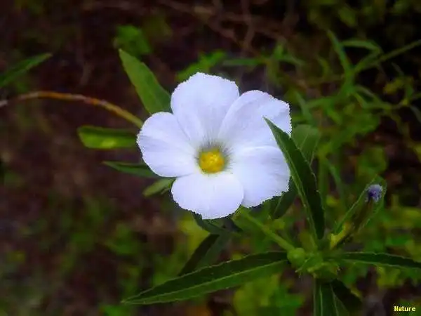 Palmas - Fauna e Flora da Caatinga