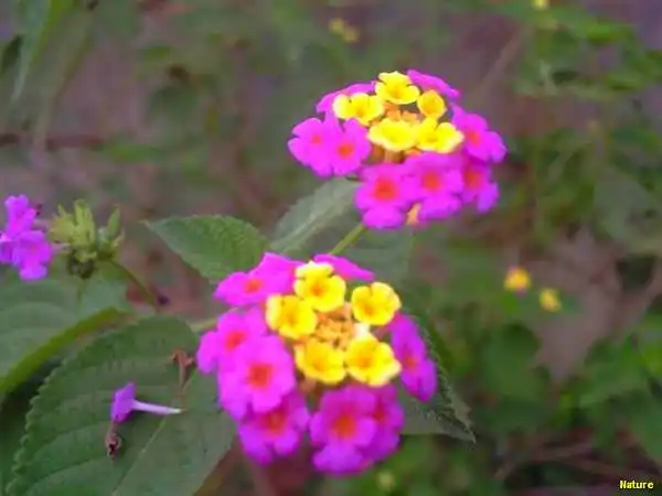 Plantas Rasteiras - Flora da Caatinga