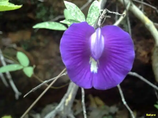 Plantas Rasteiras - Flora da Caatinga