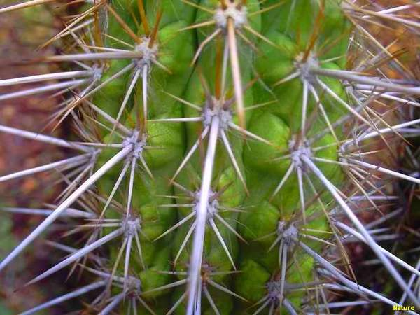 Mata da Caatinga - Flora Nordestina, Xique-Xique. Um dos mais t&iacute;picos vegetais da regi&atilde;o Nordestina, aonde predomina o clima seco e prolifera a mata