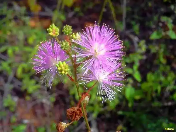 Plantas Rasteiras - Flora da Caatinga