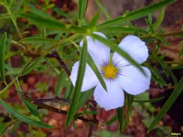 Plantas Rasteiras - Flora da Caatinga