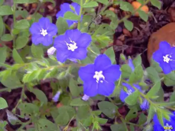 Plantas Rasteiras - Flora da Caatinga