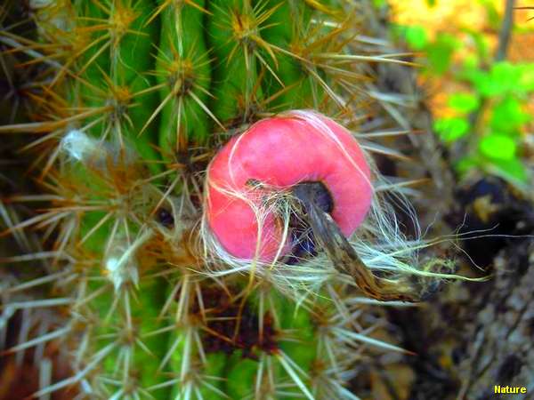 Xique-Xique - Fauna e Flora da Caatinga, Fruto do Xique-Xique. Exemplar de fruto de um dos vegetais da flora nordestina mais t&iacute;pico da regi&atilde;o